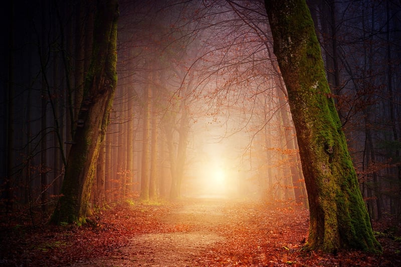 Mystical Forest Landscape